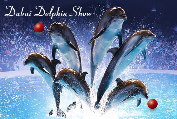 Dubai Dolphin Show Regular Tickets