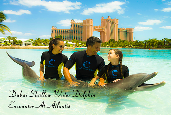 Dubai Shallow Water Dolphin Encounter At Atlantis