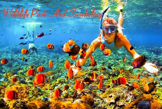 Dubai Wildlife Park And Snorkeling Full-Day Tour