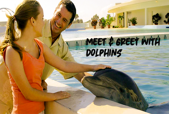 Meet & Greet With Dolphins
