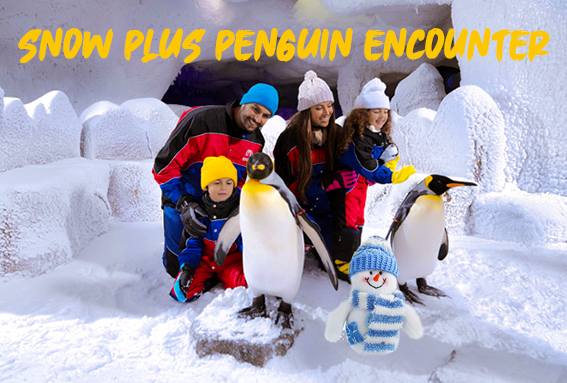 Snow Plus Penguin Encounter